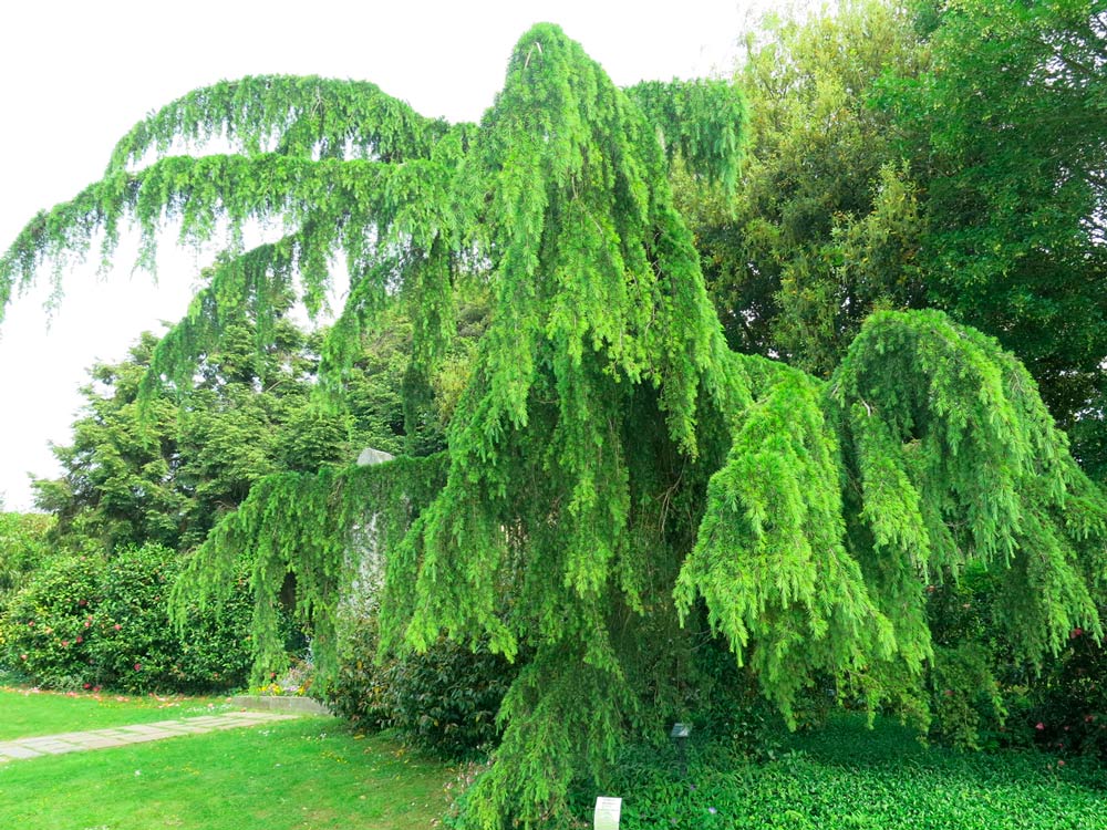 Cedrus deodara péndula – Viveros Franco