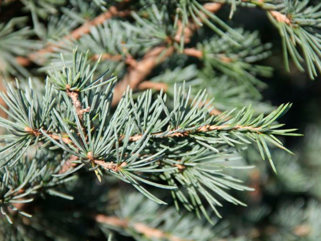 Cedrus deodara robusta – Viveros Franco