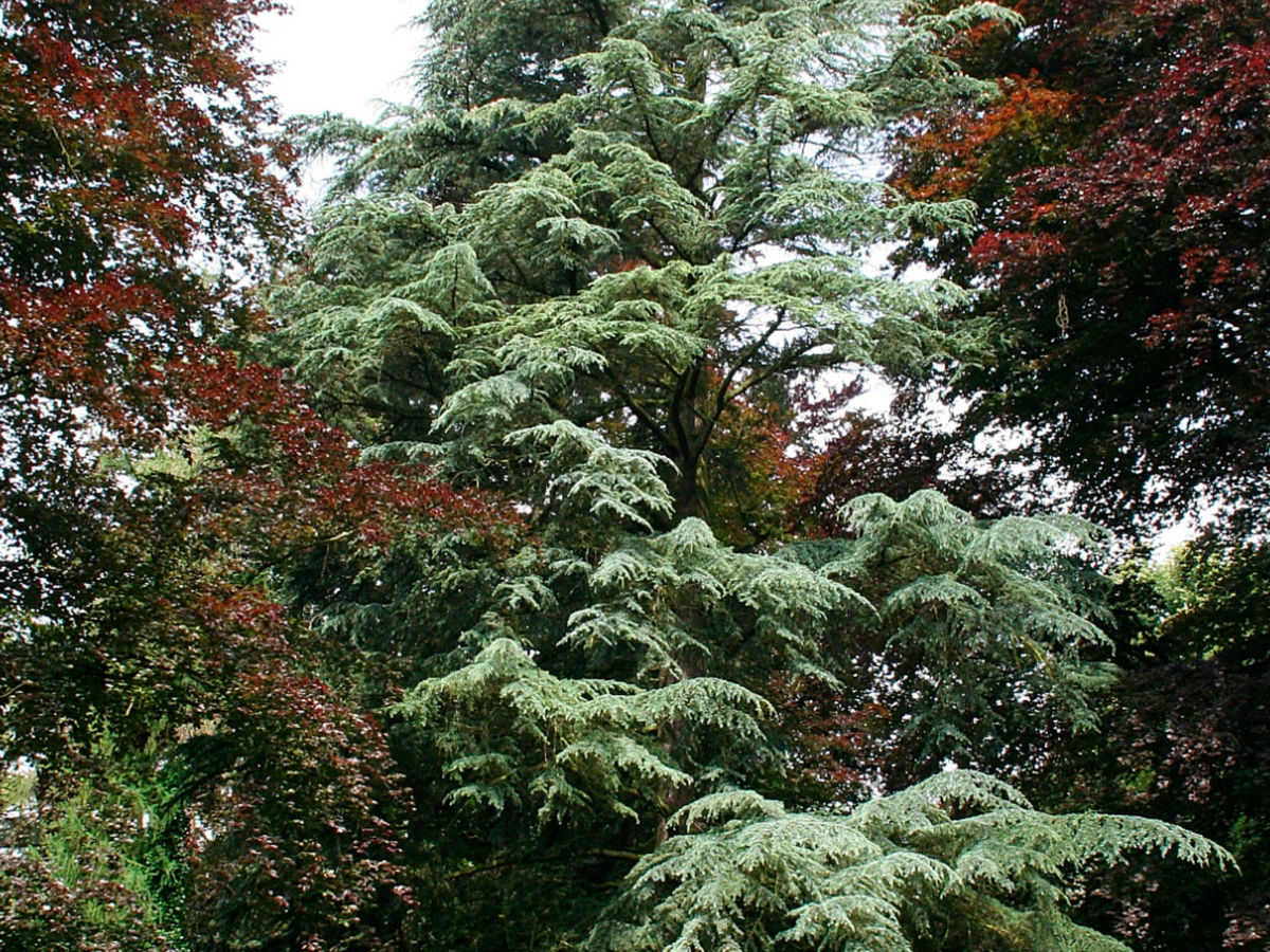 Pseudotsuga menziessi – Viveros Franco