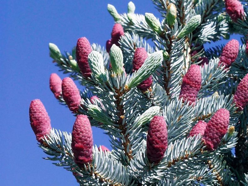 Picea pungens globosa – Viveros Franco