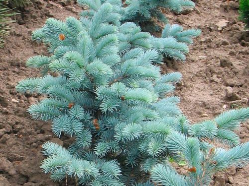 Picea pungens white ghost описание