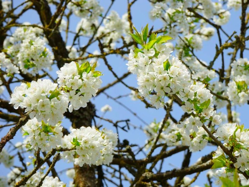 Prunus Avium (Cerezo) – Viveros Franco